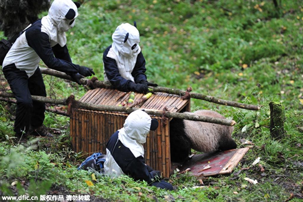熊猫饲养员薪酬3000 每天挑20斤粪便你愿意做么？