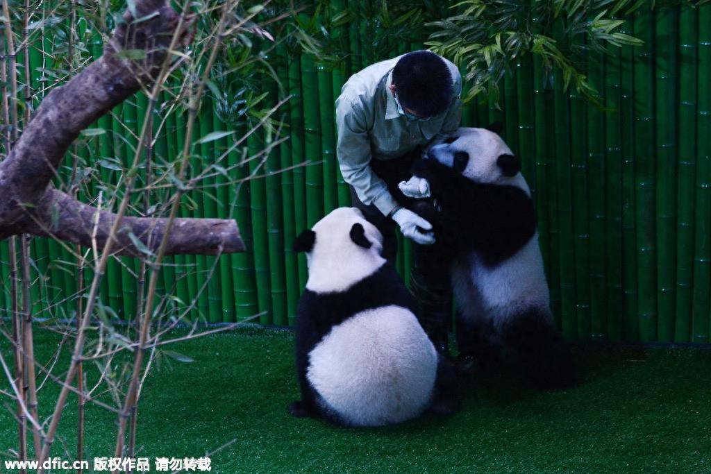 熊猫饲养员薪酬3000 每天挑20斤粪便你愿意做么？