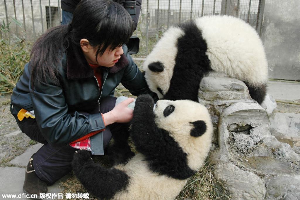 熊猫饲养员薪酬3000 每天挑20斤粪便你愿意做么？