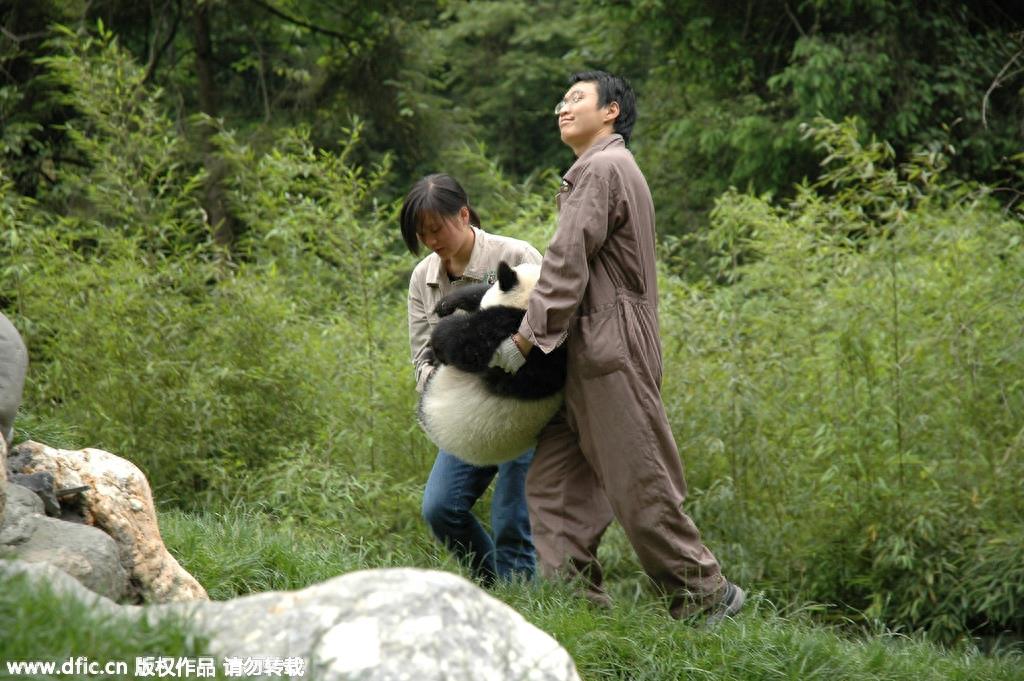 熊猫饲养员薪酬3000 每天挑20斤粪便你愿意做么？