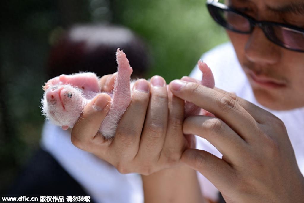 熊猫饲养员薪酬3000 每天挑20斤粪便你愿意做么？