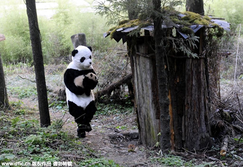 熊猫饲养员薪酬3000 每天挑20斤粪便你愿意做么？
