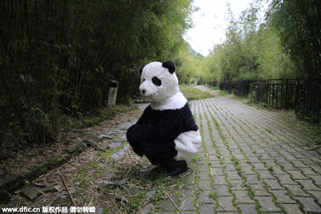 熊猫饲养员薪酬3000 每天挑20斤粪便你愿意做么？