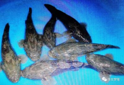 ​虎头鲨，也叫虎头呆子