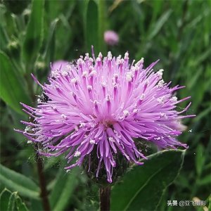 ​分享图片-漂亮的泥胡菜花