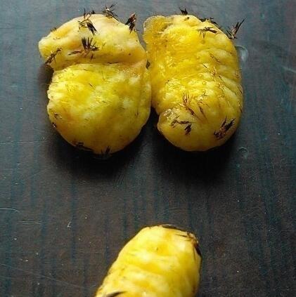 在农村有一种野味叫做“杨拉罐”,60、70、80你们吃过吗?