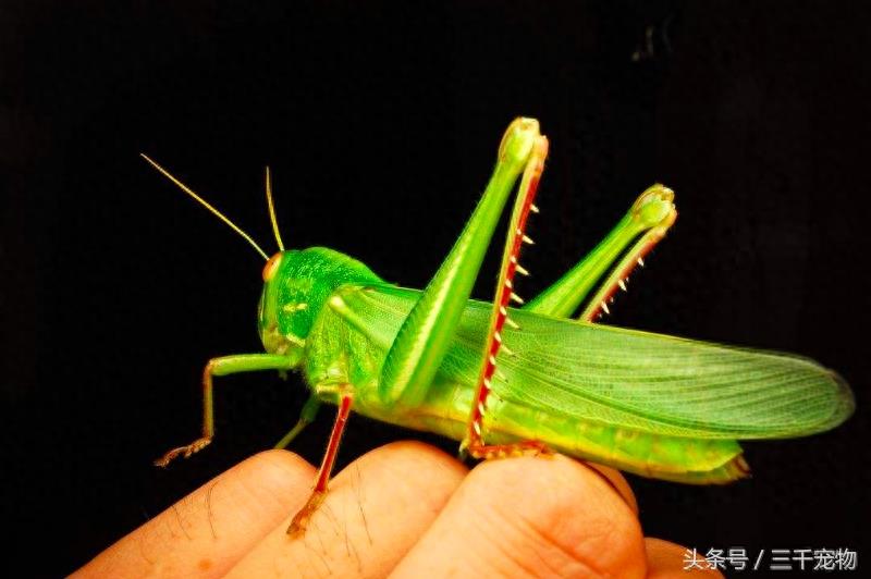 中国农村动物:蚱蜢