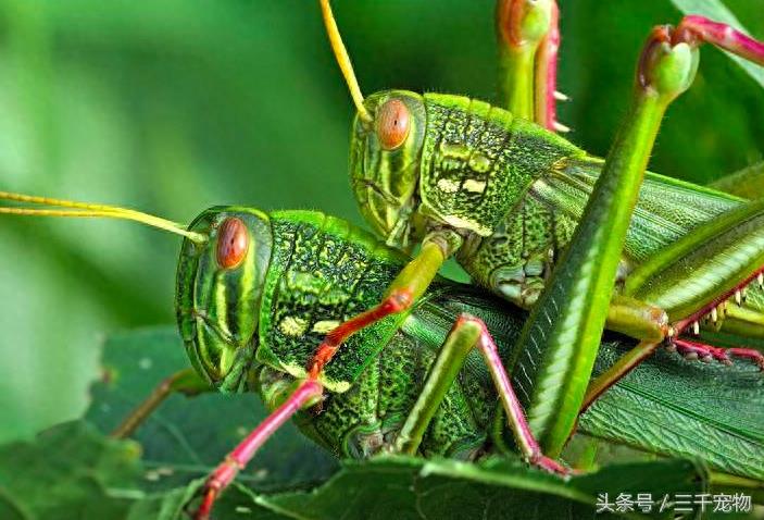 中国农村动物:蚱蜢