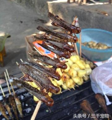 中国农村动物:蚱蜢