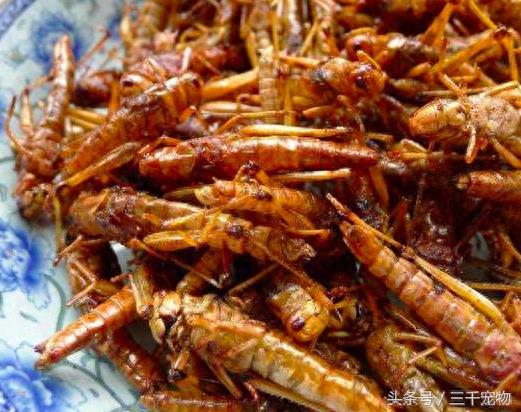 中国农村动物:蚱蜢