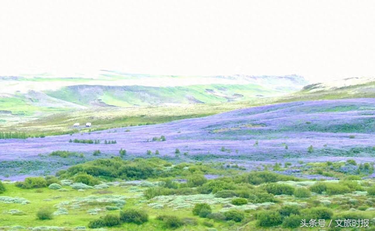 鲁冰花的故事，原来这样美