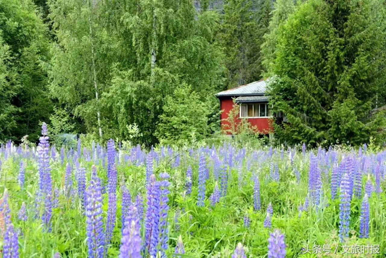 鲁冰花的故事，原来这样美