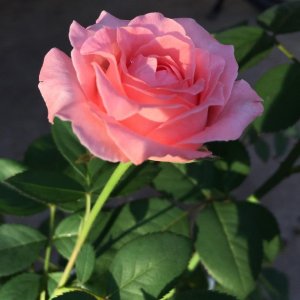 ​月季珊瑚果冻，花型似牡丹，香味似水果，值得入手的一款经典月季