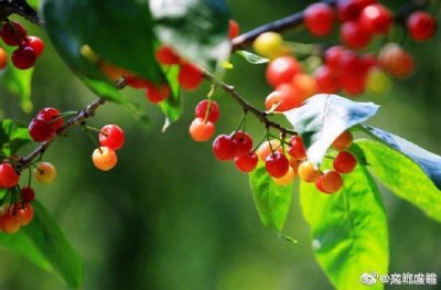 ​“二月樱花开 四月樱桃红”，这里是蒲江樱桃山