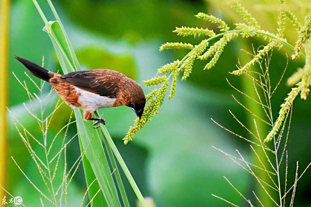 介绍一种小鸟——白腰文鸟