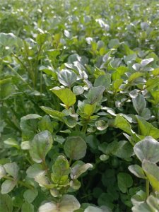 ​西洋菜也叫豆瓣菜