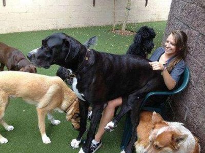 ​这8种狗，居然都属于“工作犬”，真是人类的好帮手