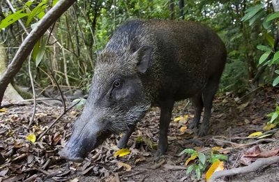 ​民间都说“猪克蛇”，再毒的蛇也杀不死一头猪，事实真的这样吗？