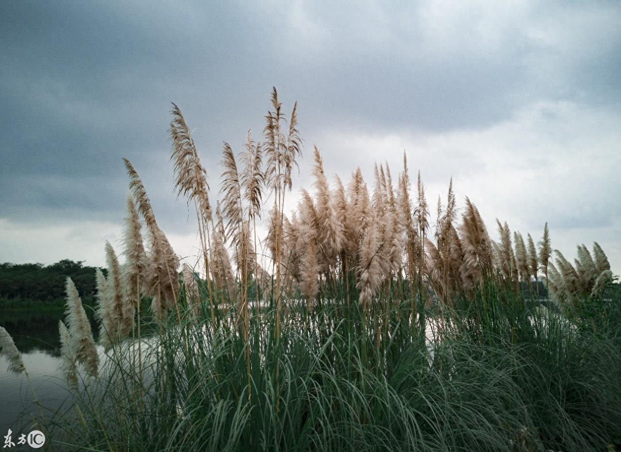成都湿地公园青龙湖