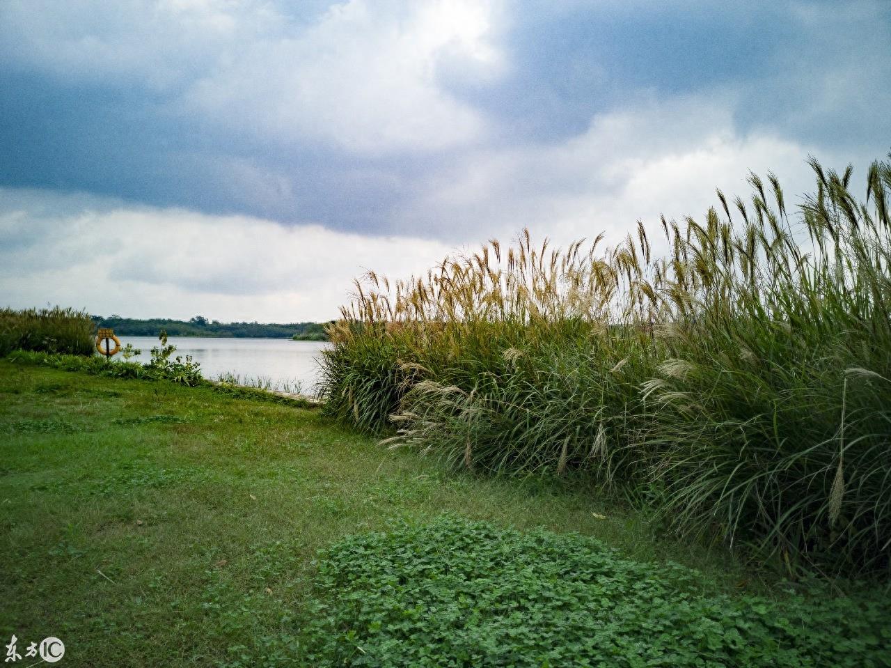 成都湿地公园青龙湖