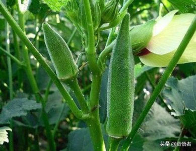 ​被称为“植物伟哥”的秋葵，留住营养的9种吃法