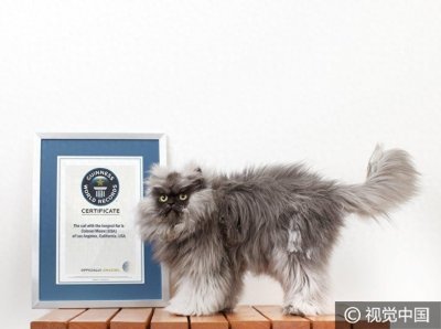 ​美国“喵上校”成全球最长毛猫咪 “张飞附体”愤怒脸走红