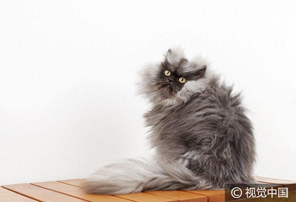 美国“喵上校”成全球最长毛猫咪 “张飞附体”愤怒脸走红