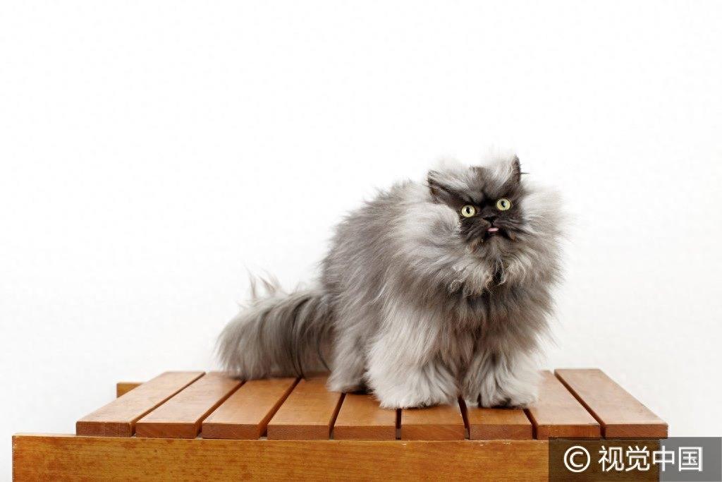 美国“喵上校”成全球最长毛猫咪 “张飞附体”愤怒脸走红