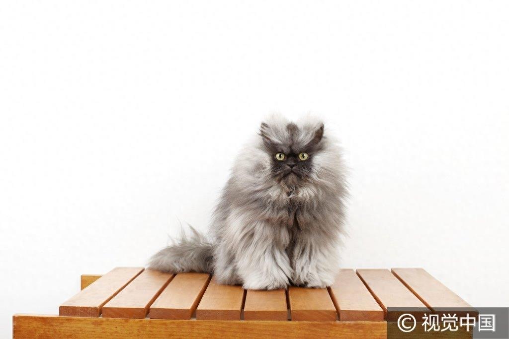 美国“喵上校”成全球最长毛猫咪 “张飞附体”愤怒脸走红