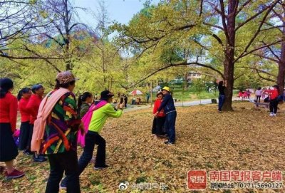 ​桂林灵川海洋乡的银杏黄了 引来八方游客观赏