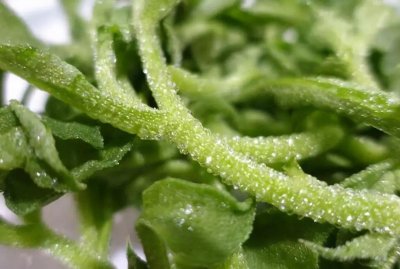 ​冰草的功效与作用及食用方法