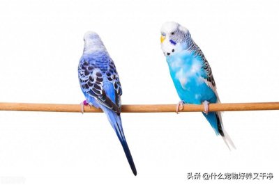 ​今日鹦鹉最新价格！虎皮、牡丹、玄凤、小太阳、金太阳、和尚鹦鹉