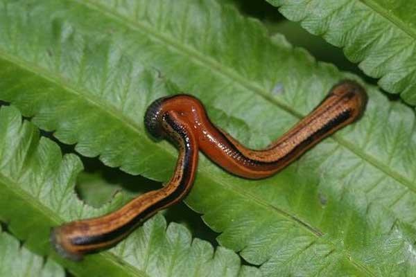 水蛭最怕什么东西(水蛭的克星)