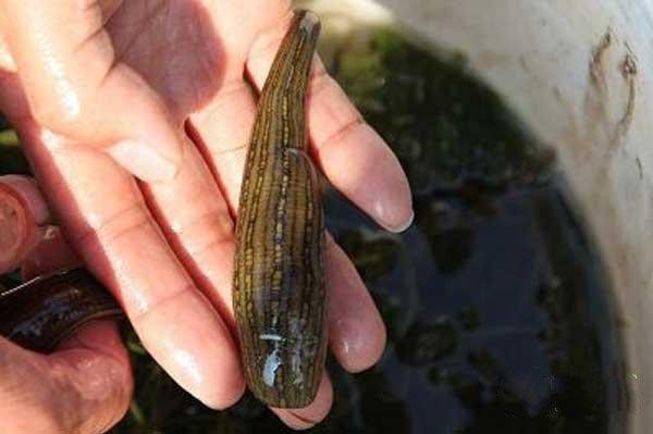 水蛭最怕什么东西(水蛭的克星)