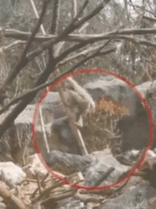 ​孔雀求偶频繁开屏被长臂猿拔毛？南京市红山森林动物园回应