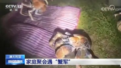 ​外国一家庭烧烤时爬来50多只大螃蟹，网友：长得好像巨型蜘蛛
