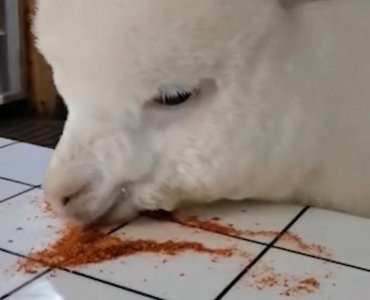 ​入乡随俗！重庆女孩养羊驼当宠物，发现它经常偷吃辣椒面