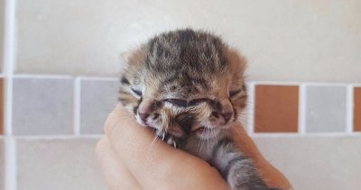 ​南非“双面”小猫长三只眼睛两张嘴 出生11天走红网络(组图)