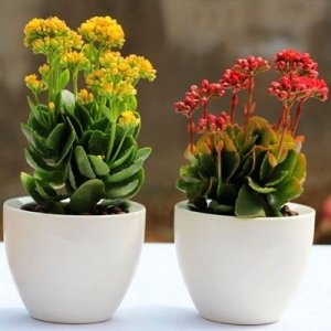 ​100种常见室内盆栽花卉图鉴，收起来慢慢看，喜欢什么咱就种什么