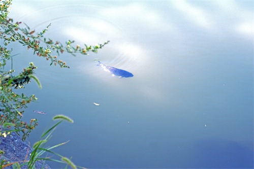 北京大学未名湖—千万人打卡的美景，有啥看点？