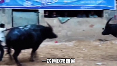 ​下集-中国最有影响力的牛王榜单，大熊猫都只能排在第八位