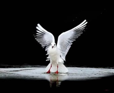 ​千姿百态的红嘴鸥