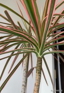 ​绿植“千年木”，能养1千年吗？肯定不能，养花可不能迷信