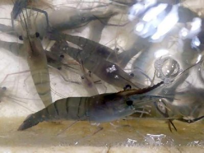 ​基围虾价格跌至今年最低，26元能买一斤｜老谢逛菜场