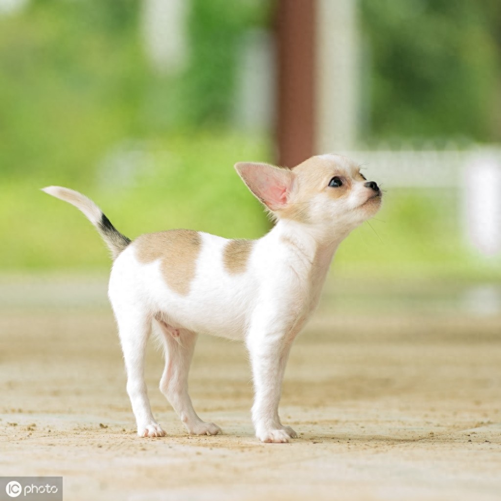 茶杯犬的前世今生