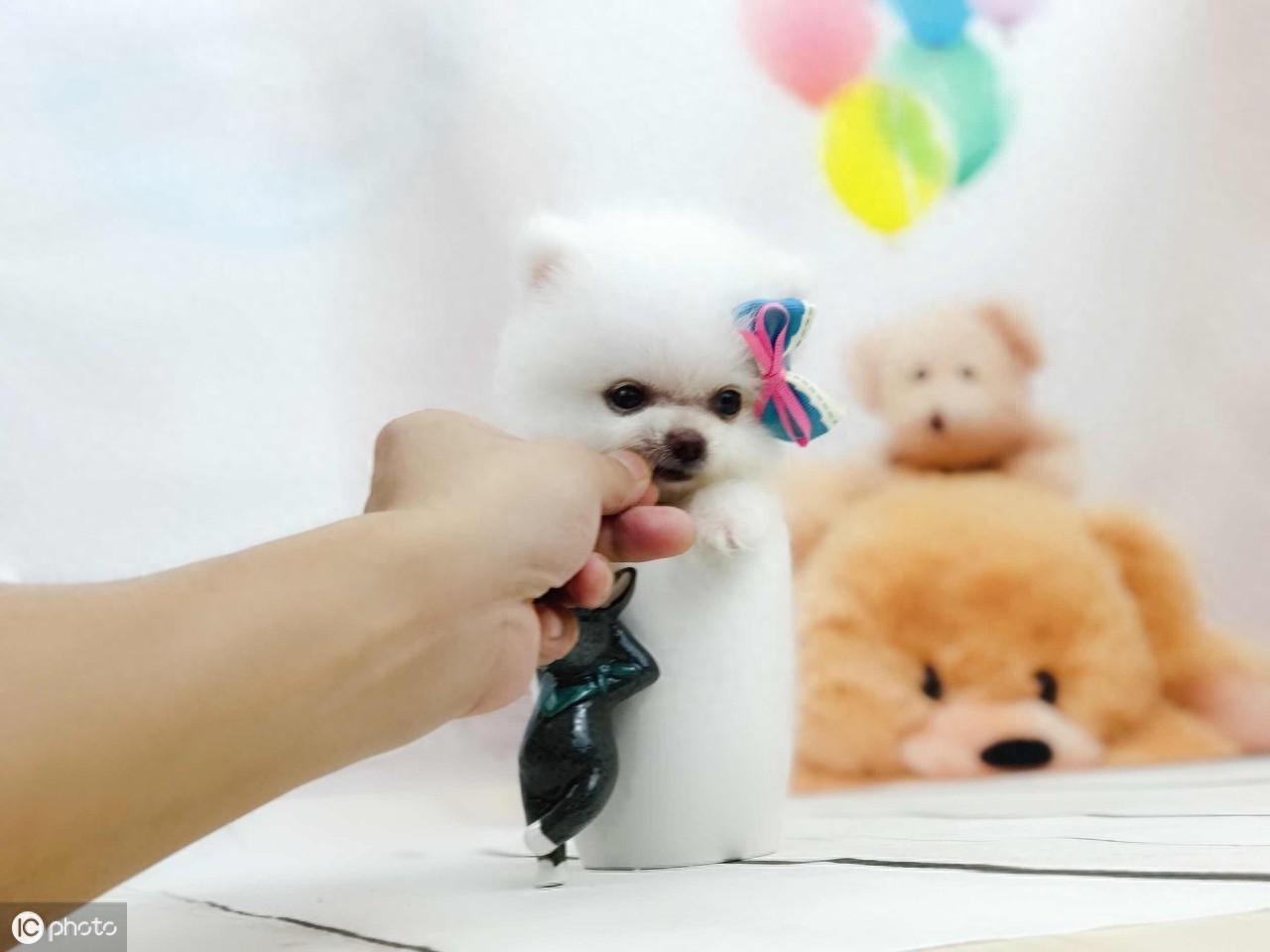 茶杯犬的前世今生