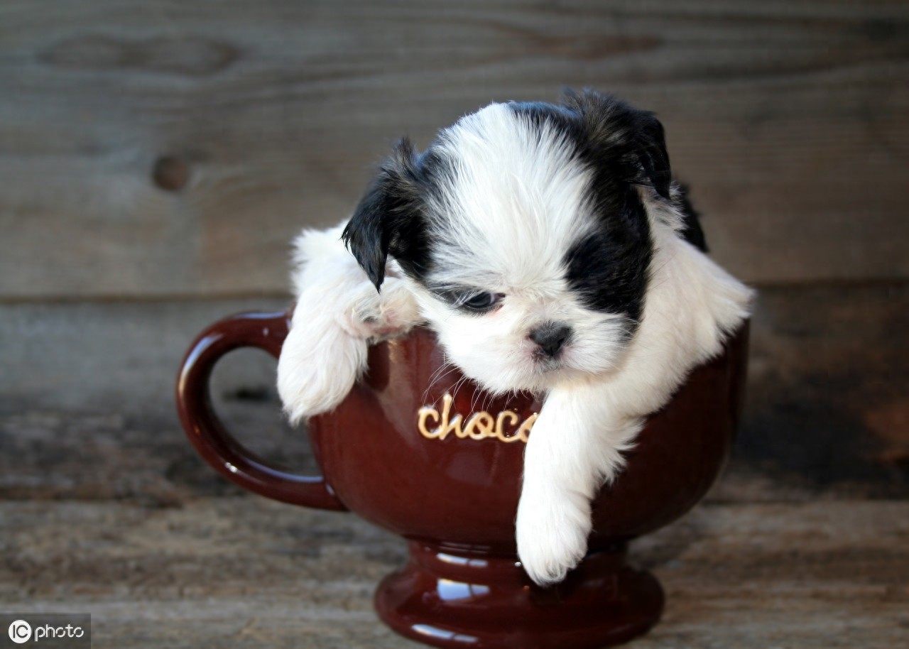 茶杯犬的前世今生