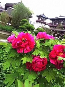 ​＂花心″一词的由来