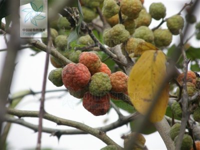 ​柘树，见过吗？果舒筋活络，树皮补肾固精