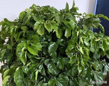 ​幸福树叶子一碰就掉怎么办？根本原因有4个，现在救还能活